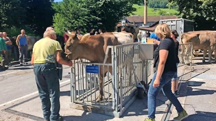 Die Küchenwaage reicht da nicht: Auf der Waage beim Volksgarten wird das Vieh gewogen und anschliessend versteigert.