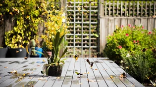 Was können wir tun, damit sich Tiere in unserem Garten im Winter wohl fühlen? Hier sind einige Tipps.