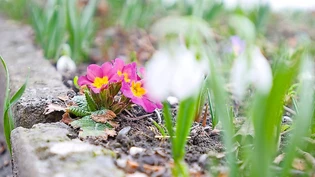 Vignette statt Grüngutmulde: Der Frühling steht vor der Tür und die Gartensaison kann starten – doch für die Grünabfälle gelten neue Regeln.