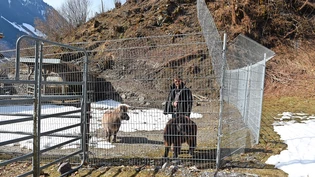 Rundum gesichert: Marc Marti will mit dem von ihm kreierten Metallzaun Konfrontationen seiner Ponys mit dem Wolf verhindern.