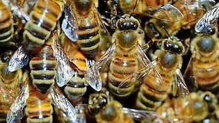 Wissenswertes: Auf dem Netstaler Bienenlehrpfad können Interessierte viel über Bienen erfahren.