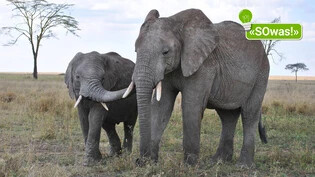 Elefanten sind faszinierende Tiere. Ihnen wurden einige Sprichworte gewidmet.