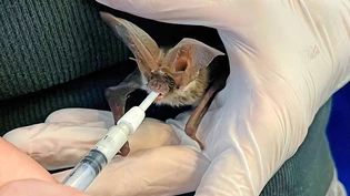 Fütterungszeit: Eine junge Langohrfledermaus wird von einer Fachperson mit einer speziellen Milch ernährt.