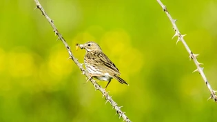 Vogel des Jahres: Im Glarnerland ist die Feldlerche bereits verschwunden. 