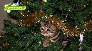 Aufgepasst wenn Katzen mit dem Christbaum spielen. Die Dekoration ist lebensbedrohlich.