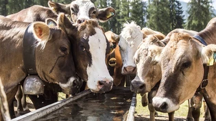 Wie steht es um die Kuhmilch? Milchersatzprodukte boomen derzeit.
