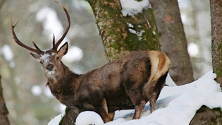 Das grösste Wildtier der Schweiz: Der Rothirsch frisst täglich über acht Kilogramm pflanzliche Kost, darunter auch Baumtriebe.