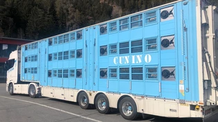 In Unterrealta aufgehalten: 133 Schweine waren auf dem Weg von Frankreich nach Italien.