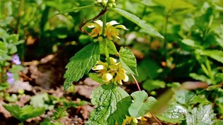Eine spannende Pflanze: Zur Freude von Insekten blüht die Goldnessel immer wieder. 