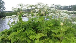 Riesenbärenklau: Er ist schön anzusehen, aber auch schön gefährlich.
