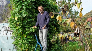 Es wächst und wächst und wächst: Gerhard Sersch braucht eine höhere Leiter, um seine Stangenbohnen zu ernten.