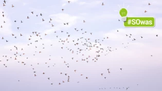 Ein Vogelschwarm: Dank schneller Reaktionszeit werden Zusammenstösse vermieden.
