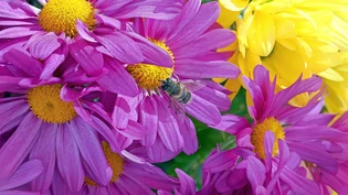 Das milde Wetter freut die Tierwelt: «Diese späte Biene geniesst noch das schöne Wetter und sammelt noch fleissig Nektar aus dem Blütenstempel von diesen schönen farbigen Astern», schreibt Leser Josef Meli zu seinem Anfang der Woche aufgenommenen Bild.