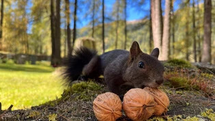 Das schönste Leserbild des Monats Oktober: Dieses Eichhörnchen in Davos sammelt fleissig Nüsse. 