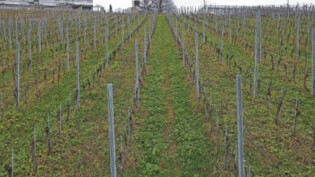 Winterruhe: Die Rebstöcke des Weinbergs St. Otmarsberg in Uznach werfen letztes Jahr deutlich mehr Trauben ab als 2021. 