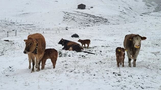 Auf rund 1800 Metern über Meer: Die Mutterkühe auf dem Bodaälpli und der Alp Piggamad im Safiental haben bereits einen Vorgeschmack auf den kommenden Winter bekommen.