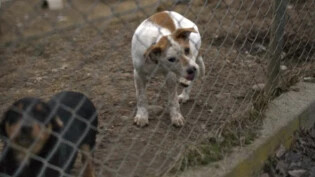 Illegale Hunde im Tierheim: Eine Hundesitterin aus der Region hat ohne Bewilligung Tiere aus Osteuropa importiert. 