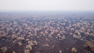 Allein im November wurden bisher etwas über 4000 Feuerausbrüche im Pantanal verzeichnet.