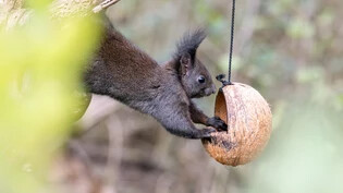Siegerbild: Gewonnen hat das Eichhörnchen beim Mittagessen.