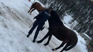 Glückliches Ende: Die Polizisten konnten die Pferde wieder dem Besitzer übergeben. Wo die Tiere entlaufen sind, ist unbekannt.