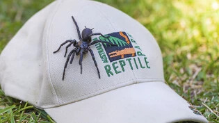 Die australischen Sydney Funnel-webs sind die giftigsten Spinnen der Welt. "Herkules" ist fast acht Zentimeter lang.