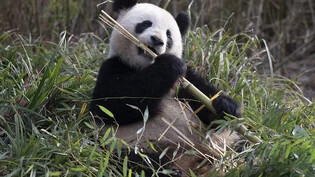 ARCHIV - Panda-Dame Meng Meng läßt es sich im Zoo Berlin schmecken. Foto: Paul Zinken/dpa