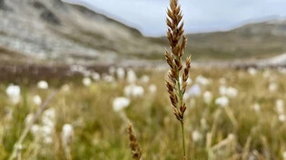 Die Gras-Art Calamagrostis lonana wurde kürzlich unterhalb des Pas de Lona im Val d'Anniviers VS entdeckt.