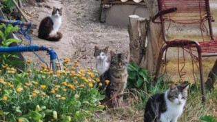 Verwahrlost: Katzen auf einem Bauernhof im Linthgebiet. 
