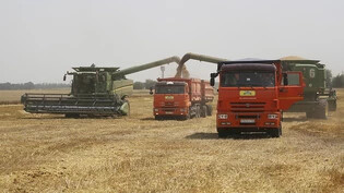 ARCHIV - Landwirte ernten mit ihren Mähdreschern Weizen auf einem Weizenfeld in der Nähe des Dorfes Tbilisskaya in Russland. Mehrere EU-Staaten fordern von der Europäischen Kommission Importbeschränkungen für russisches Getreide. Foto: Vitaly Timkiv/AP…