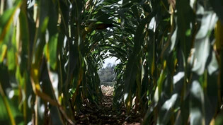 Maispflanzen produzieren einer neuen Studie zufolge ein Gegengift zu Arsen. (Archivbild)