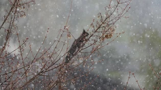 Der starke Schneefall hindert das Eichhörnchen nicht daran die Flügelnüsse auf dem Ahornbaum zu geniessen.