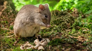 Das Bürstenschwanz-Rattenkänguru frisst Pilze.
