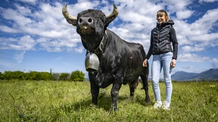 Die Kuh Faika, die von Melissa Uttinger gezüchtet wurde, hat bei den Kuhkämpfen der Eringerrasse 2024 den Titel "Königin der Königinnen" gewonnen. Nun soll sie beim Finale vom nächsten Wochenende in Aproz VS den Titel verteidigen.