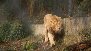 Löwenkater Jadoo erkundigt sein neues Zuhause im Zoo Zürich. Bald darf er mit den beiden Weibchen zusammenziehen.