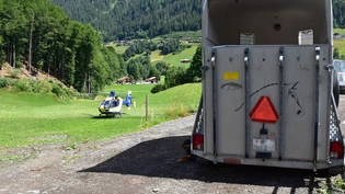 Arbeitsunfall: Eine 26-jährige Frau hat sich am Dienstag beim Entladen einer Kuh schwer verletzt.