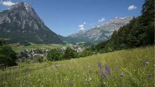 Die «Ökologische Infrastruktur» lässt bis 2040 ein Netzwerk für die Biodiversität entstehen. Wie hier zwischen Ennetrösligen nach Glarus mit einer artenreichen Trockenwiese am Waldrand.