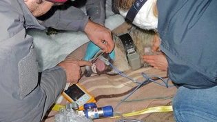 Der Sender ist um den Hals: Eine Tierärztin überwacht den Gesundheitszustand der jungen Glarner Wölfin.