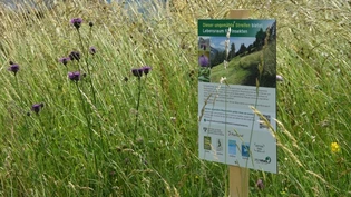 Wichtig: Die Feldrandtafel dient dazu, Passanten auf den ökologischen Wert der stehengelassenen Wiesenstreifen aufmerksam zu machen.