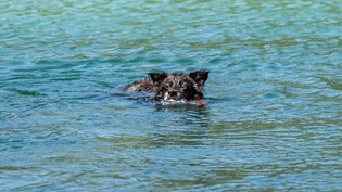 Ab ins kühle Nass: Zurzeit suchen viele Lebewesen Gewässer auf, um sich zu erfrischen.