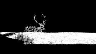 Weisser Zeichenstrich auf schwarzem Grund: Neben verschiedenen anderen Tieren lassen Gabriela Gerber und Lukas Bardill auch einen Hirsch im Buch «To A Mouse» auftauchen.
