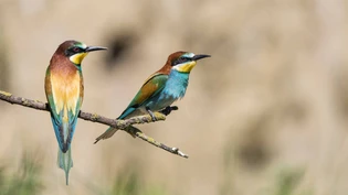 Brütet wegen des Klimawandels vermehrt bei uns: Der Bienenfresser zieht immer weiter gegen Norden, da seine ursprüngliche Heimat zu heiss und zu trocken wird.