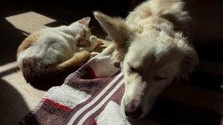 Angewöhnen: Mit kleinen Schritten können die Haustiere auf die Zeitumstellung vorbereitet werden.