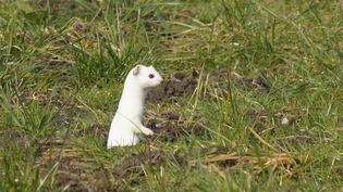 Viel häufiger als das Mauswiesel: Das Hermelin ist im weissen Winterfell einfacher vom Mauswiesel zu unterscheiden, das ganzjährig braun bleibt.