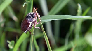 Berner Flugjahr: In Ortschaften wie der Bündner Hauptstadt trifft man momentan wieder vermehrt auf Maikäfer. 