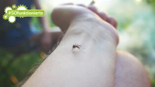 Vorsicht vor Mücken und Co.: Insektenstiche sind lästig und können sogar gefährlich enden. Wie ihr euch davor schützt, erfahrt ihr hier.
