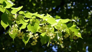 Streit um einen Lindenbaum: Unter anderem die Blüten respektive ihre Rückstände sind Grund des Ärgers, der zu einer Klage vor Gericht geführt hat.