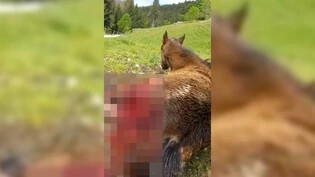 Umstände unklar: Das Video des verletzten Pferdes wurde weder im Glarnerland noch in Pontresina aufgenommen.