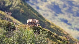 Eine Wolfsmutter mit Welpen vom Wolfsrudel Stagias fotografiert in der Oberen Surselva, aufgenommen im Jahr 2021.