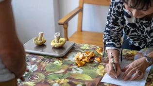 Routiniert: Die Pilzkontrolleurin Elvira Zogg prüft und wiegt die Steinpilze und Eierschwämme eines Sammlers.