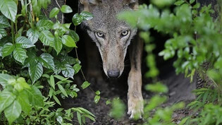 Gefährlicher Räuber: Die Wölfe aus dem Calfeisen-Rudel haben mutmasslich auf den Glarner Alpen Tiere angegriffen und getötet. Jetzt dürfen sie auch im Glarnerland geschossen werden.